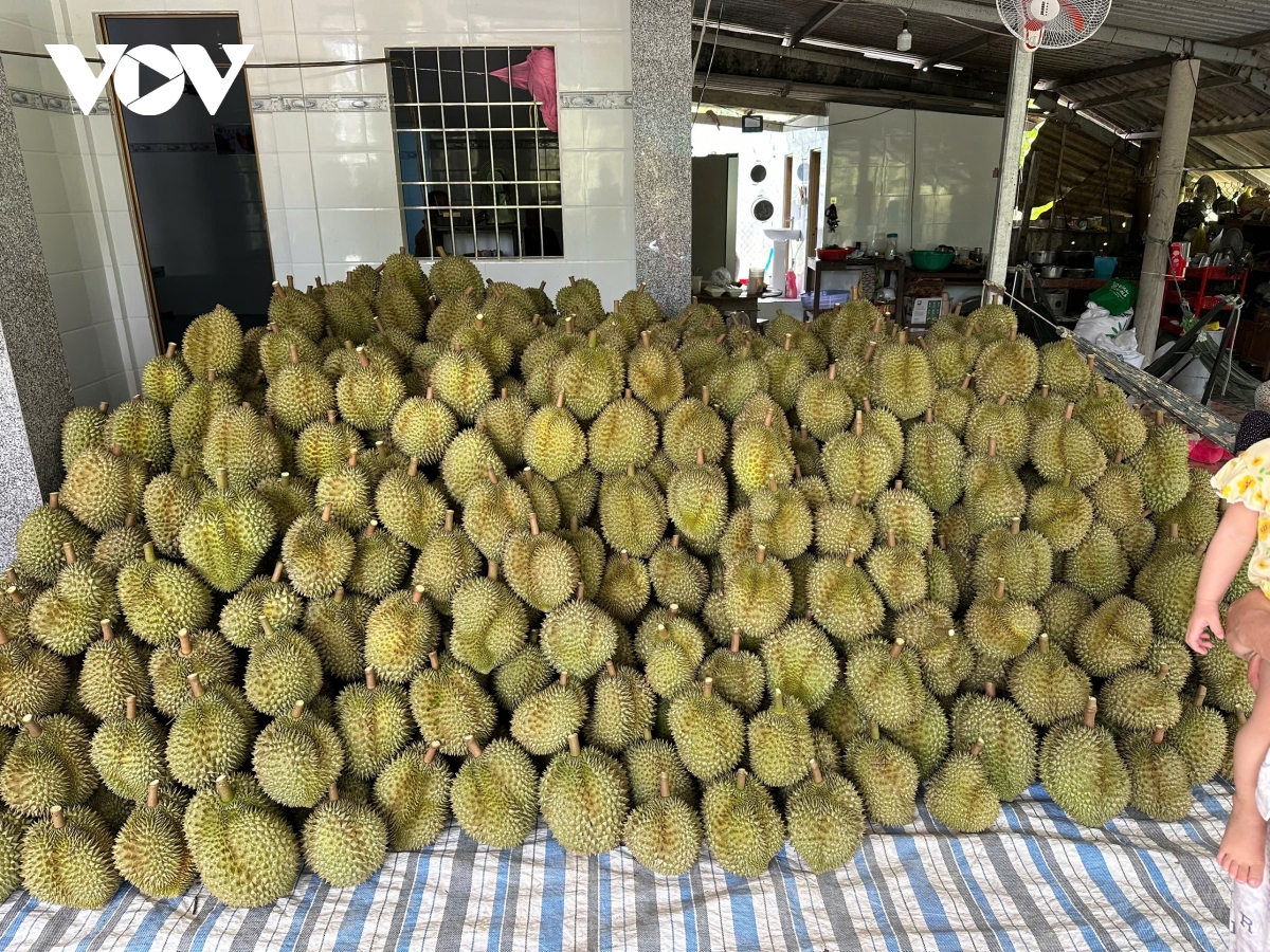 Mùa sầu riêng nghịch vụ ở Đồng Tháp: Nhà vườn có lãi khá